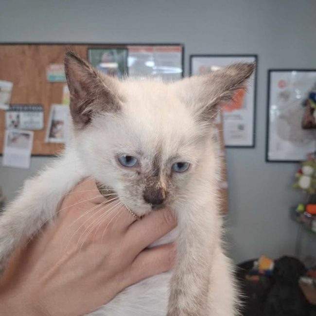 Willow - Chat Siamois à adopter