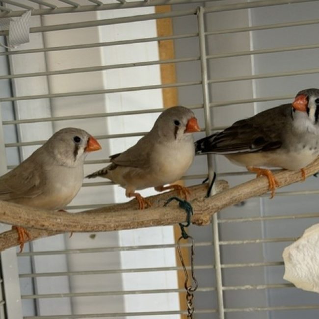 M10 - Oiseau à adopter