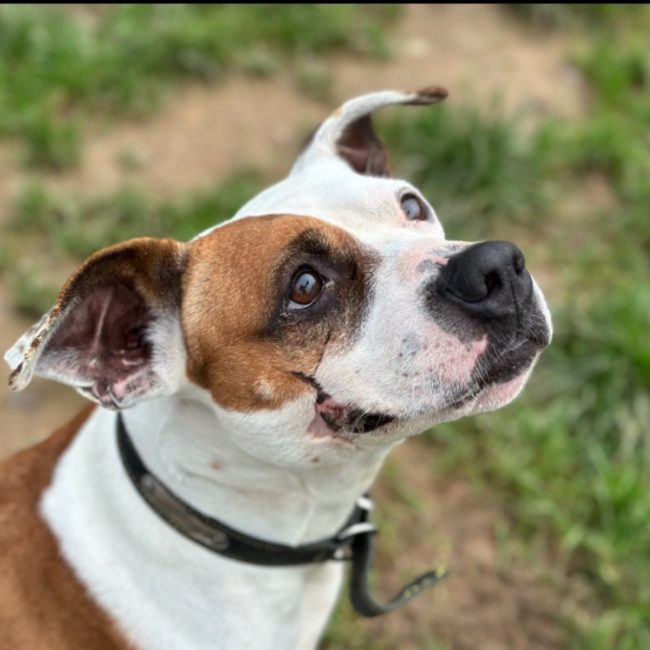 Perle - Chien à adopter