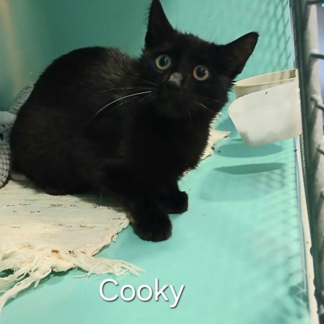 Cooky