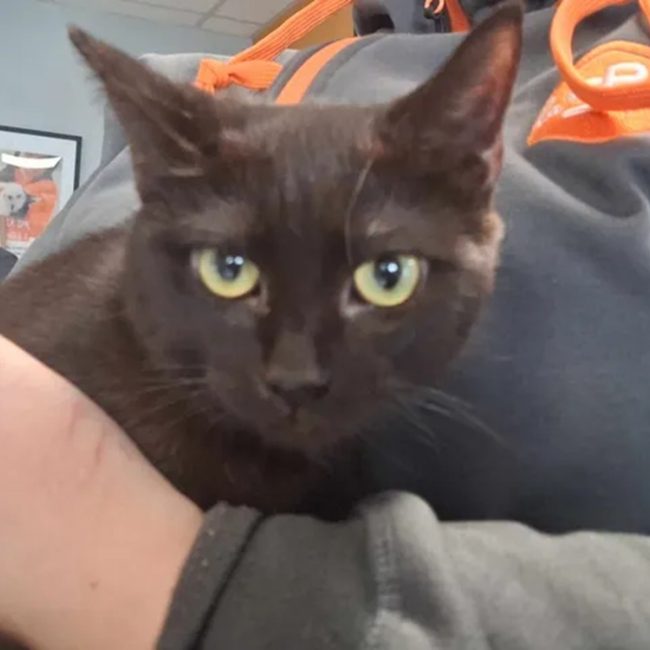 Blackette - Chat Européen à adopter