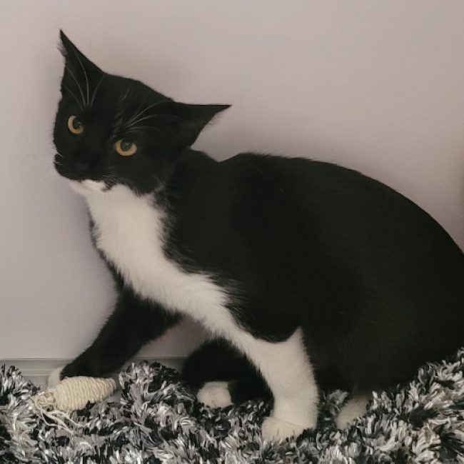 Milady - Chat Européen à adopter
