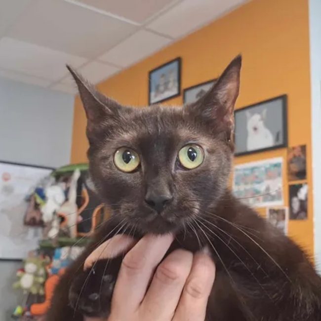 Baghera - Chat Européen à adopter