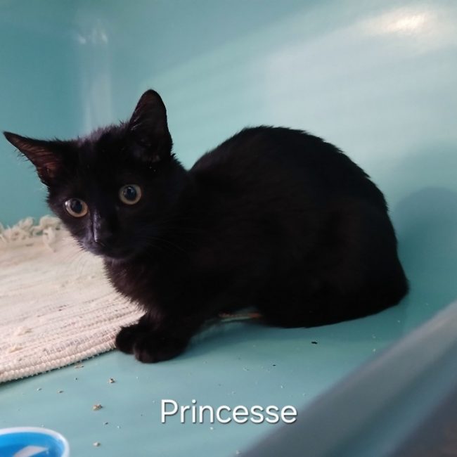 Princesse - Chat Européen à adopter