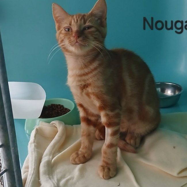 Nougat