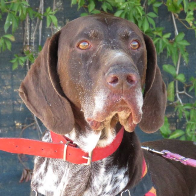Neill - Chien Braque allemand à poil court à adopter