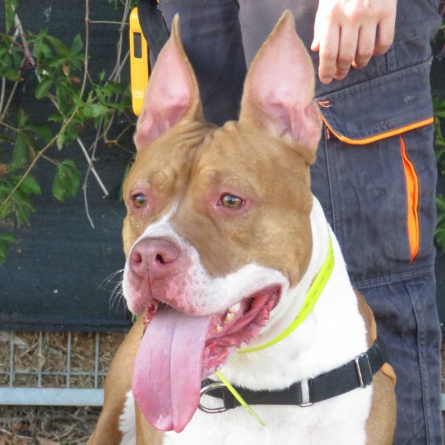 Nala - Chien à adopter