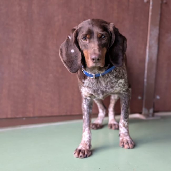 Lydia - Chien à adopter