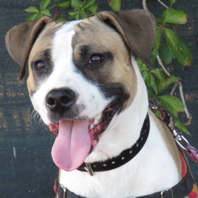 Pixel - Chien à adopter