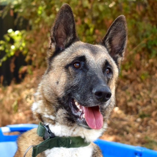 Sultan - Chien Berger Belge Malinois à adopter