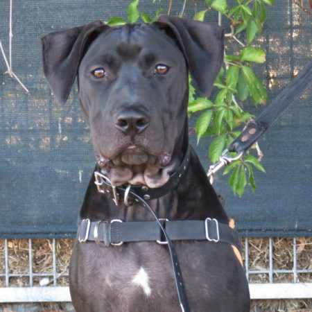 Parker - Chien Bouledogue Américain à adopter