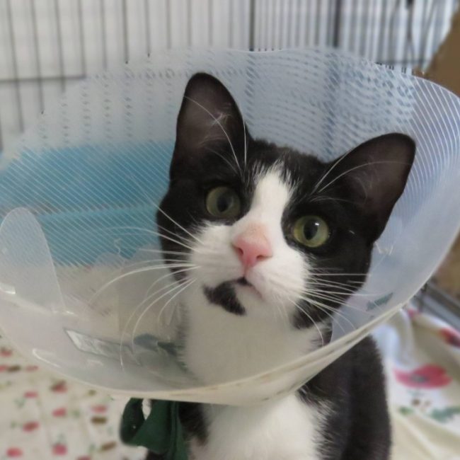 Mara - Chat Européen à adopter