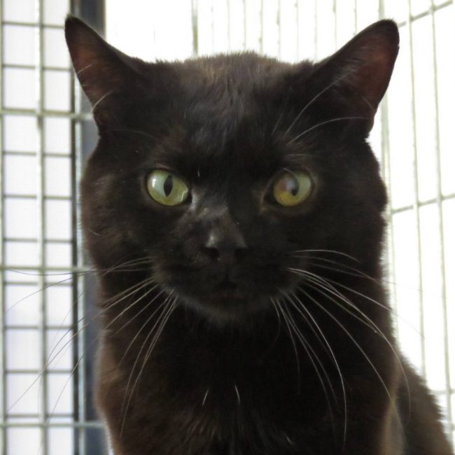 Maverick - Chat Européen à adopter