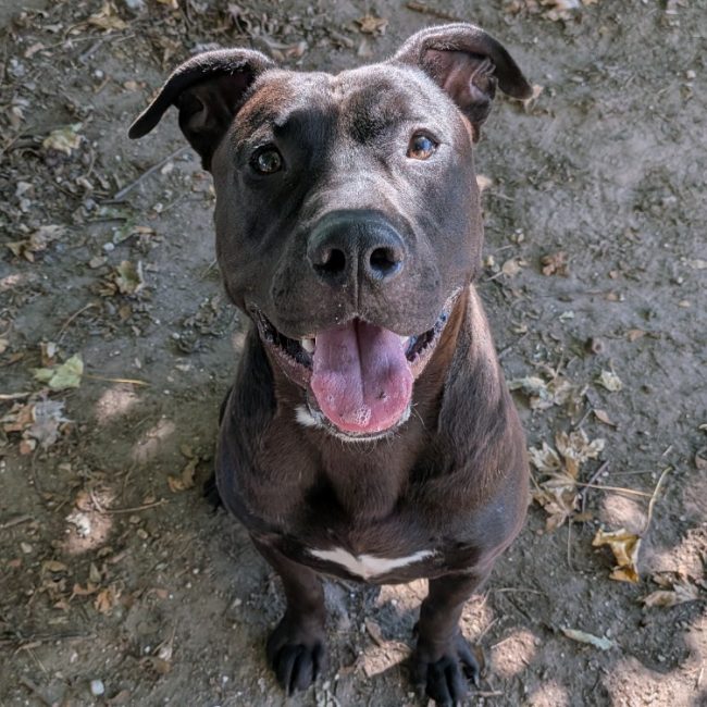 Diesel - Chien à adopter