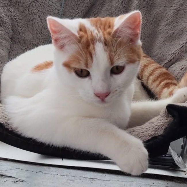 BOOL - Chat Européen à adopter