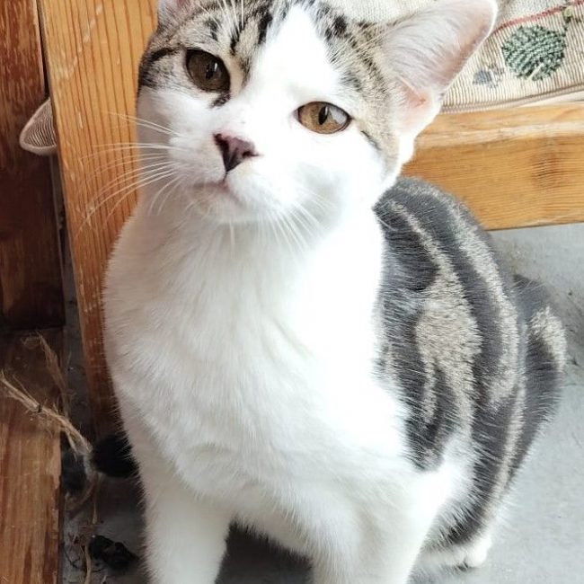 BERLIOZ - Chat à adopter