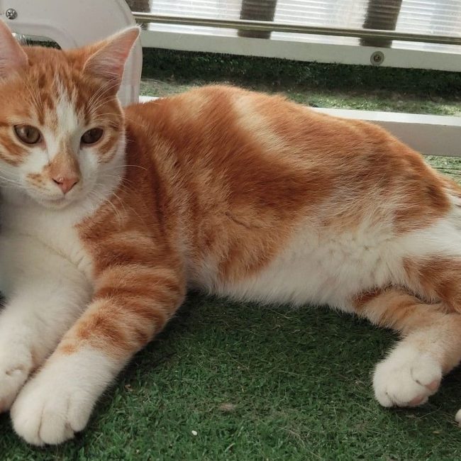 BILL - Chat à adopter
