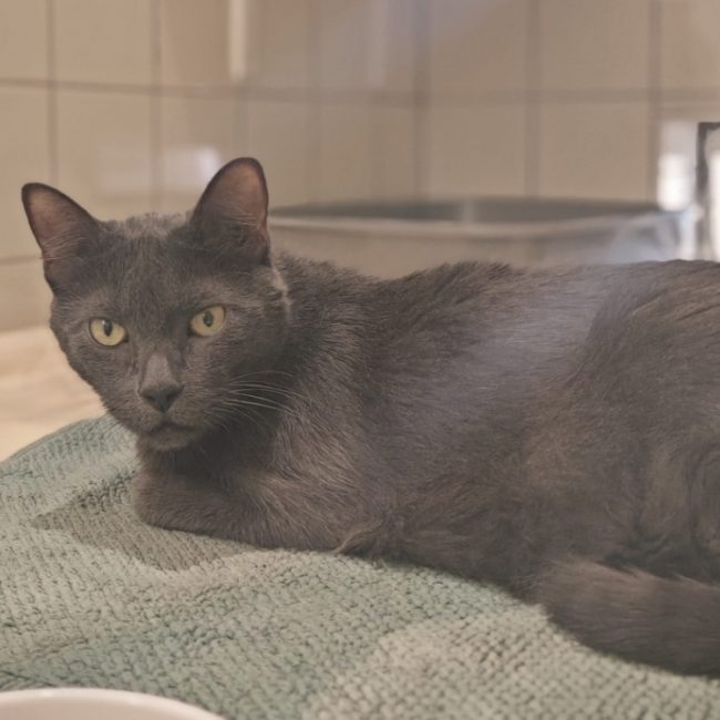 Pito - Chat Européen à adopter