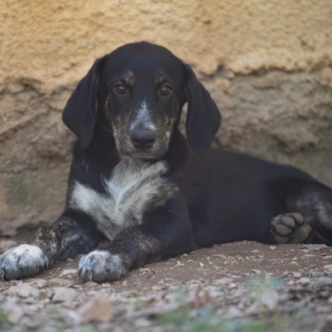 Harry - Chien à adopter