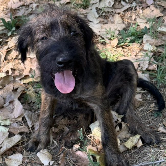 Reglisse - Chien à adopter