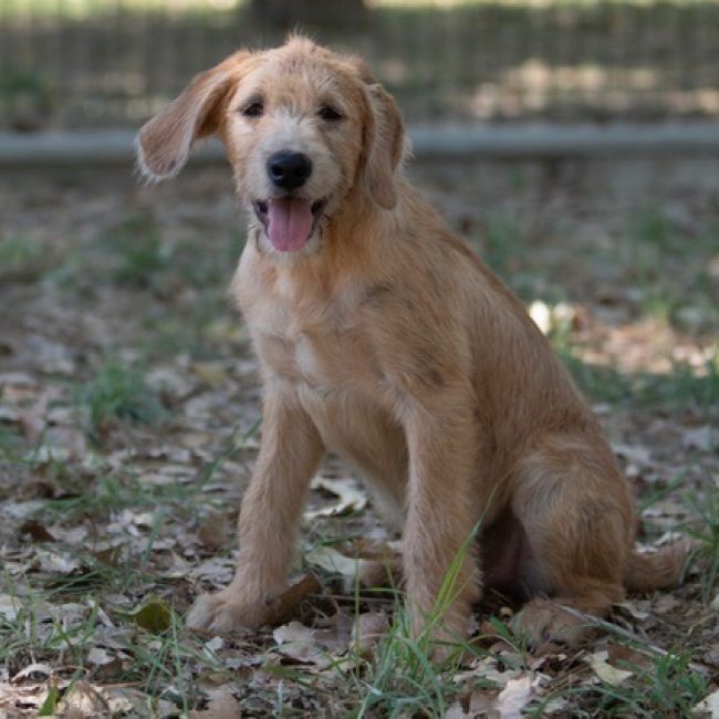 Gianny - Chien à adopter