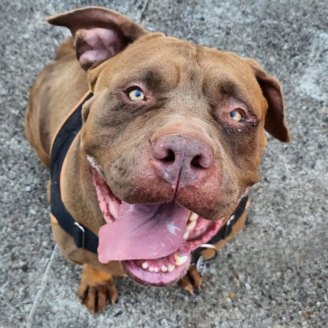 Boyka - Chien American Bully à adopter