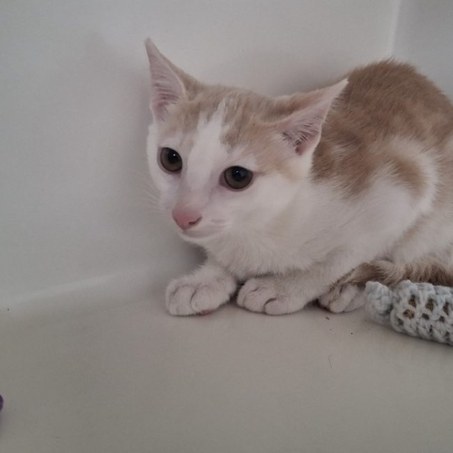 Gerard - Chat Européen à adopter