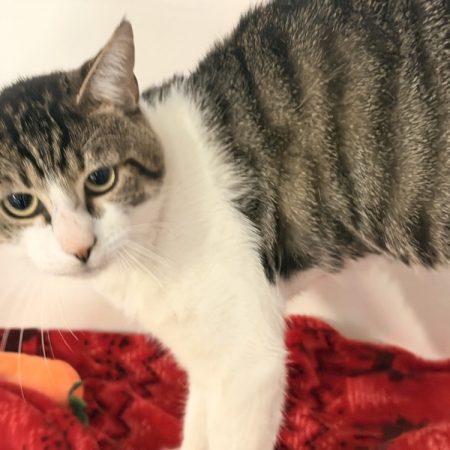 Psychocat - Chat Européen à adopter