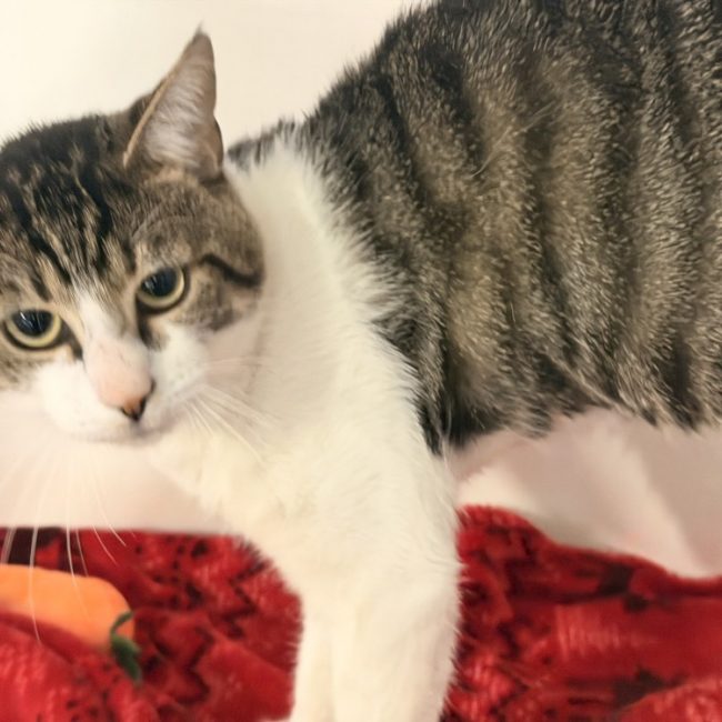 Psychocat - Chat Européen à adopter