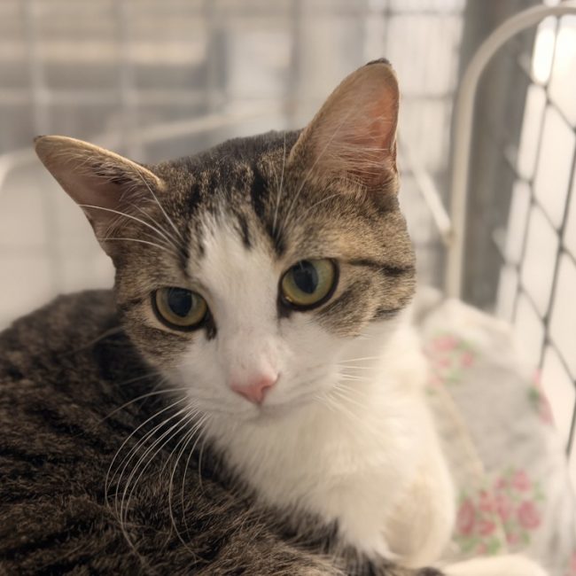 Killkenny - Chat Européen à adopter