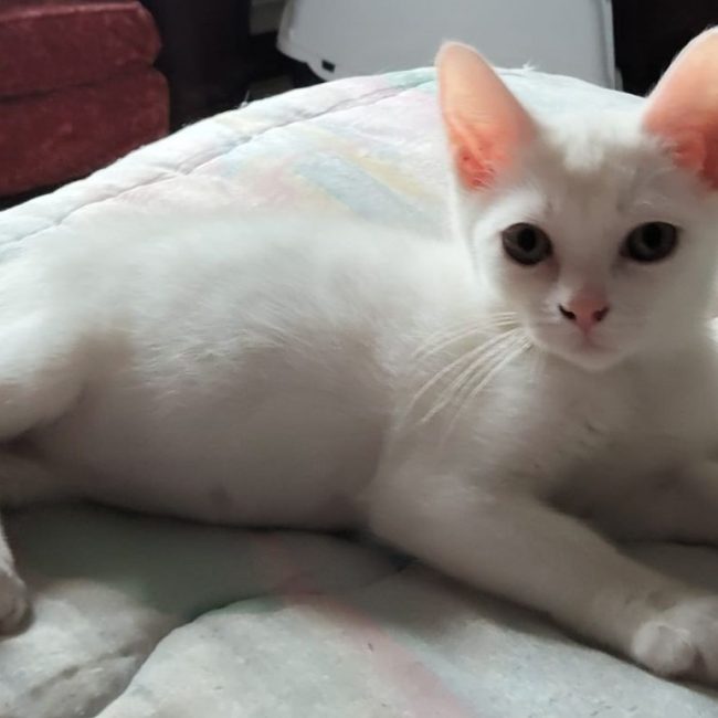 BASIL - Chat à adopter