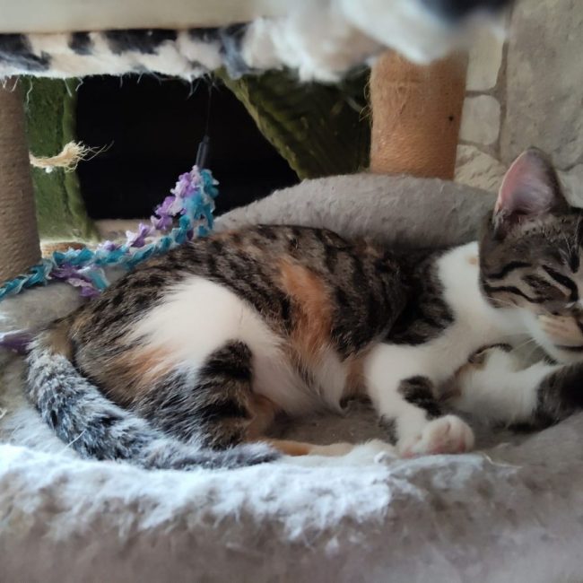 BLUE BELLE - Chat à adopter
