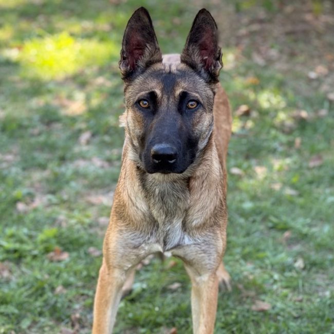 Nami - Chien Berger Belge Malinois à adopter
