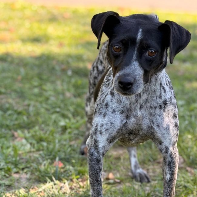 Plume - Chien à adopter