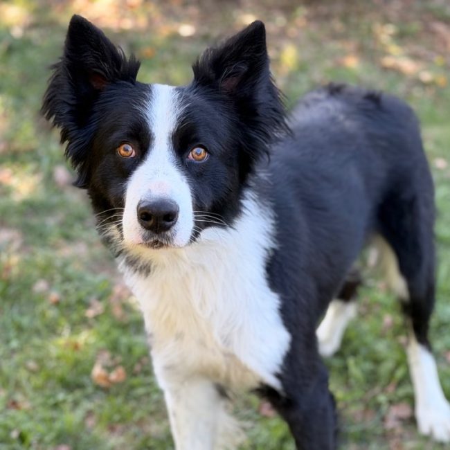 Drago - Chien Border Collie à adopter