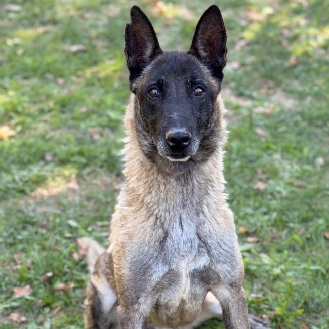 Laya - Chien Berger Belge Malinois à adopter