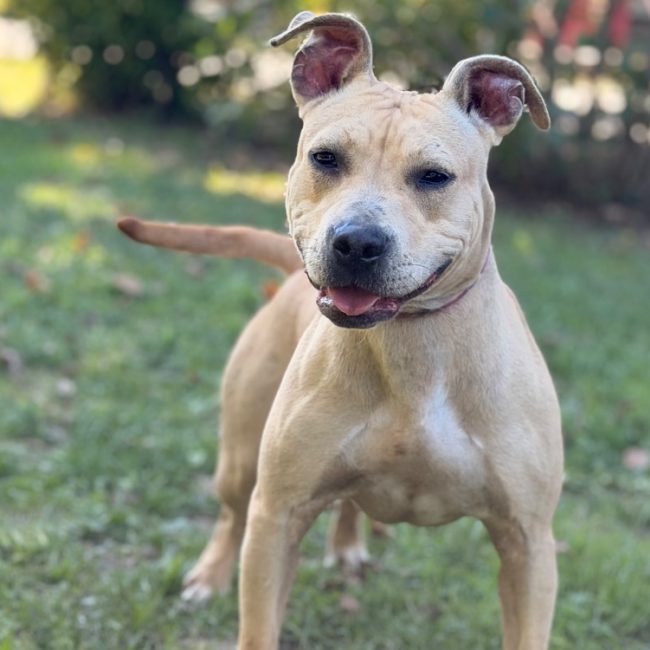 Bulle - Chien à adopter