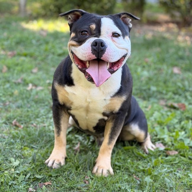 Buster - Chien à adopter