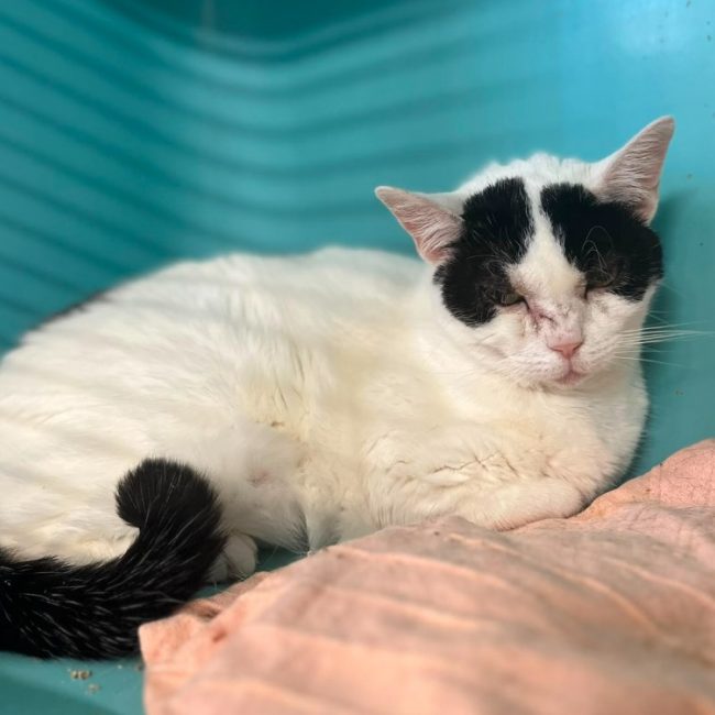 Athena - Chat Européen à adopter