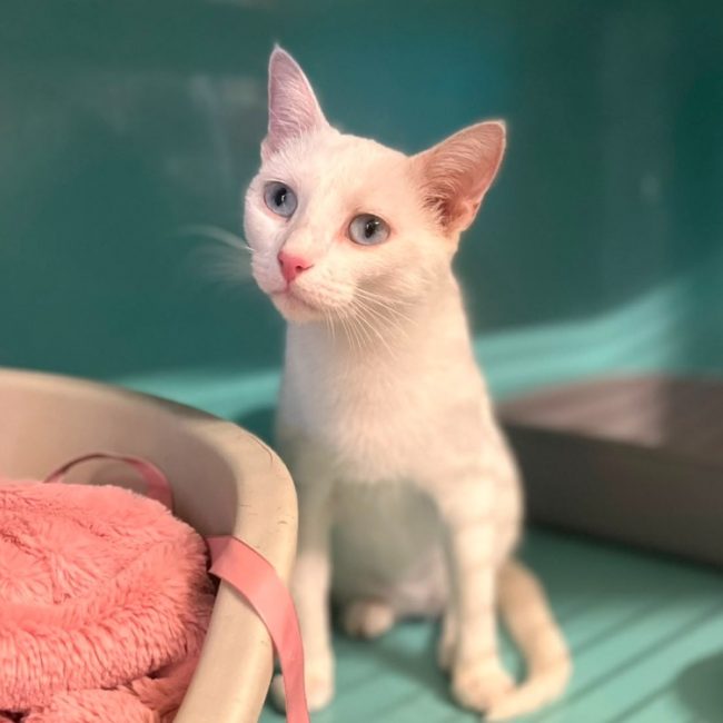 Pamouk - Chat Européen à adopter