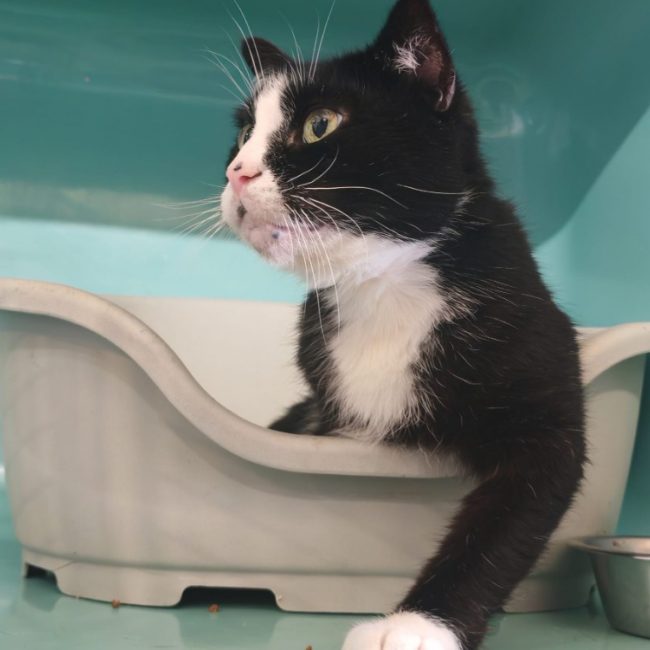 Louis/baloo - Chat Européen à adopter