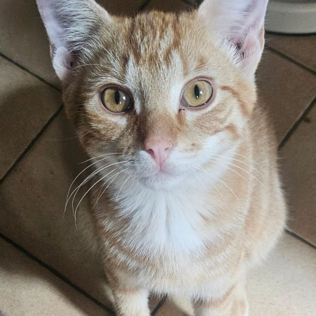 BOLIDE - Chat à adopter