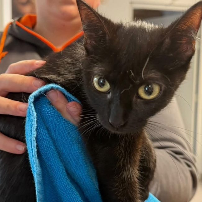 Pearl - Chat Européen à adopter