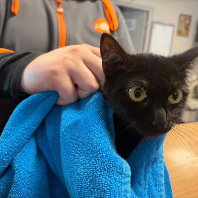Mystery - Chat Européen à adopter
