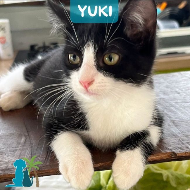 YUKI - Chat Européen à adopter