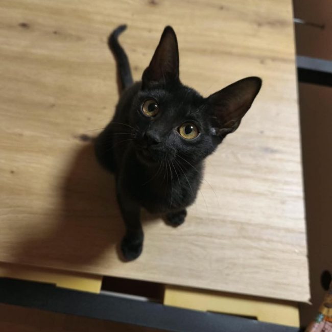 GILDA - Chat à adopter