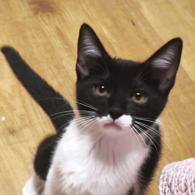 GERO - Chat à adopter