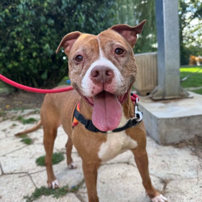 Nayah - Chien à adopter
