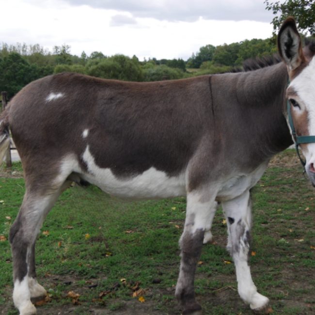 Hidalgo - Equidé Ane à adopter