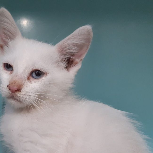 Mediator - Chat Européen à adopter